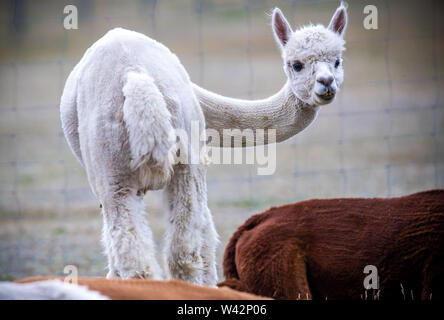 Walsleben, Germania. 09 Luglio, 2019. Alpaca stand in un vasto recinto di un allevatore. Nel nord del Land di Brandeburgo, un azienda di famiglia razze animali, che in realtà provengono dalle Ande ed elabora la lana in piumino o filati nella propria manifattura. Credito: Jens Büttner/dpa-Zentralbild/dpa/Alamy Live News Foto Stock