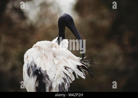 Ritratto di un Ibis Foto Stock