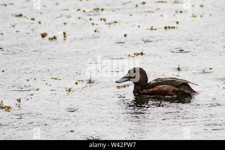 Nuova Zelanda scaup floating lungo un laghetto Foto Stock