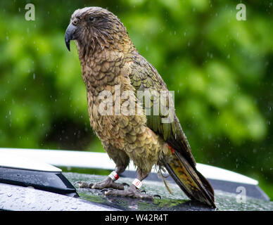 Tagged mountain pappagallo Kea Nestor notabilis sulla parte superiore di una macchina in una piovosa giornata di South Island, in Nuova Zelanda Foto Stock