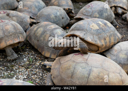 Projeto de pesquisa com jabutis em Seropédica, no interior do Rio de Janeiro, RJ Foto Stock