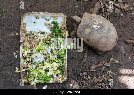 Projeto de pesquisa com jabutis em Seropédica, no interior do Rio de Janeiro, RJ Foto Stock