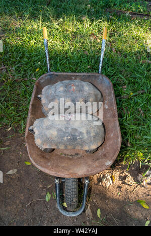 Projeto de pesquisa com jabutis em Seropédica, no interior do Rio de Janeiro, RJ Foto Stock