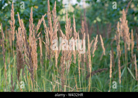 Calamagrostis epigejos, legno piccolo-reed, bushgrass infiorescenza di erba in foresta Foto Stock