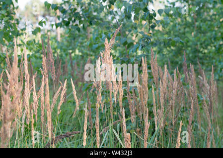 Calamagrostis epigejos, legno piccolo-reed, bushgrass infiorescenza di erba in foresta Foto Stock