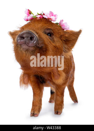 Carino Kunekune maialino, indossando il fiore rosa corona sul capo. In piedi rivolto verso la parte anteriore con il muso curioso verso la telecamera. isolato su sfondo bianco. Foto Stock