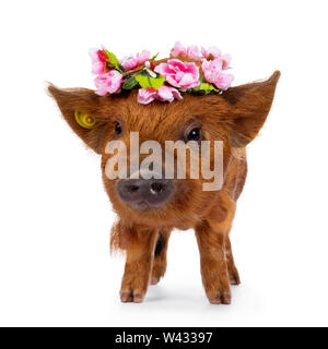 Carino Kunekune maialino, indossando il fiore rosa corona sul capo. In piedi rivolto verso la parte anteriore alla ricerca accanto a telecamera. isolato su sfondo bianco. Foto Stock