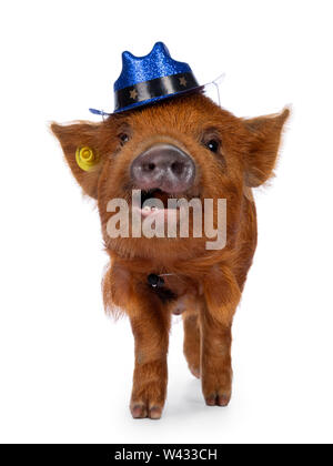 Carino Kunekune maialino, indossando il blu glitter cappello da cowboy in testa. In piedi rivolto verso la parte anteriore, guardando curioso verso la telecamera. isolato su sfondo bianco. Mo Foto Stock