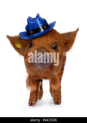 Carino Kunekune maialino, indossando il blu glitter cappello da cowboy in testa. In piedi rivolto verso la parte anteriore, guardando curioso verso la telecamera. isolato su sfondo bianco. Foto Stock