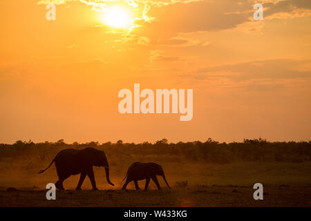 Mooiplaas è un famoso waterhole per elefanti, Loxodonta africana, per venire a bere al tramonto nella regione di Mopani, Parco Nazionale Kruger, Limpopo, così Foto Stock