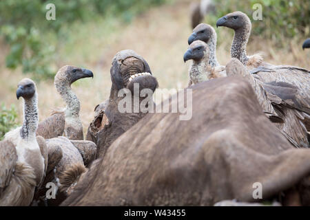 La remota regione Pafuri nell estremo nord del Parco Nazionale di Kruger, Limpopo, Sud Africa, è uno dei preferiti tra i molti safari andando turisti. Foto Stock