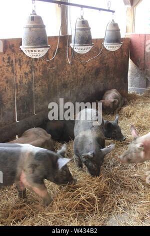 Maiali domestici macinanti circa il loro pigpen, Sus scrofa domesticus. Foto Stock