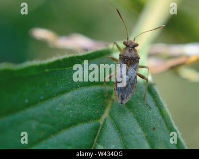 Pianta di erba medica bug, Adelphocoris lineolatus Foto Stock