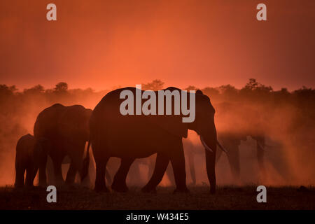 Mooiplaas è un famoso waterhole per elefanti, Loxodonta africana, per venire a bere al tramonto nella regione di Mopani, Kruger National Park, Sud Africa Foto Stock
