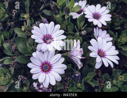 Vista ravvicinata del bianco con Violet Centre Osteospernum o africano margherite Foto Stock