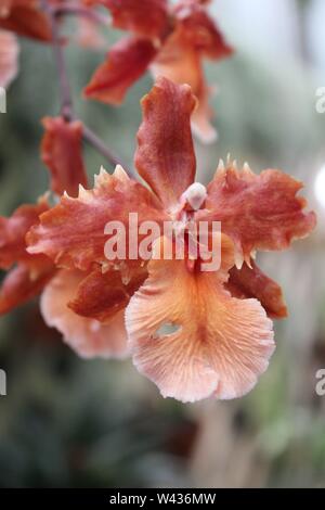 Stordimento e di rara bellezza wils wilsonara orchid, orchidacea. Foto Stock