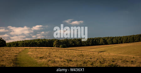 Antica medievale o sistemi di campo e i confini all'interno di Arundel Park, West Sussex, Regno Unito Foto Stock