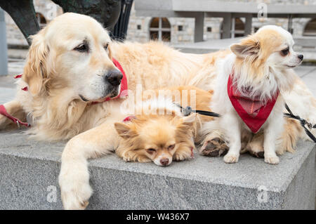 Tre cani in posa con collo rosso sciarpa Ljubljana Slovenia EU Europe Foto Stock
