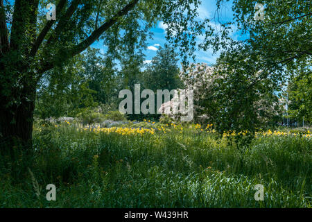 Scenic paesaggio estivo sotto un albero con erba, fioritura giallo gigli di giorno in background e una fioritura di albero di fumo (Cotinus coggygria) Foto Stock