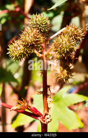 Ramo di Ricinus communis o Castor bean pianta con red sferica seme spinoso capsule Foto Stock