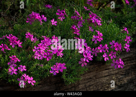 Bella Phlox che fiorisce in un giardino di drappeggio su legno parete di ritegno. Foto Stock