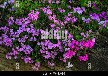 Bella Phlox che fiorisce in un giardino di drappeggio su legno parete di ritegno. Foto Stock