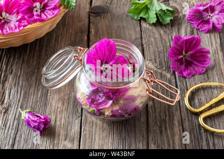 Preparazione di malva sciroppo a base di erbe da fiori freschi di Malva Sylvestris var. mauritiana Foto Stock