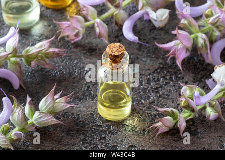 Una bottiglia di olio essenziale con fiore fresco salvia sclarea impianto Foto Stock