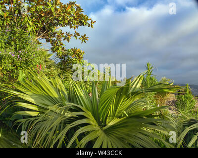 Vista da sopra per le varie piante tropicali della costa al tramonto. Il verde brilla in toni diversi, è illuminata dai raggi del sole, il cielo grigio Foto Stock