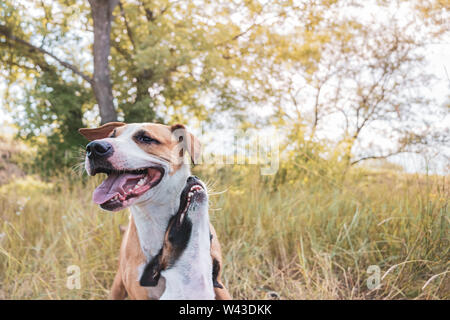 Due migliori amici pelosi a camminare. Cresciuto nello Staffordshire terrier e un giocoso cucciolo sedersi nel prato Foto Stock