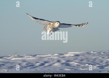 Civetta delle nevi fotografato in Ontario, Canada Foto Stock