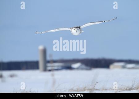 Civetta delle nevi fotografato in Ontario, Canada Foto Stock