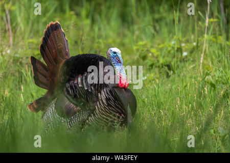 Tom turchia strutting per una gallina in Wisconsin settentrionale. Foto Stock