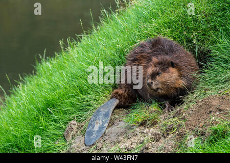 Eurasian beaver / castoro europeo (Castor fiber) nella parte anteriore del burrow in dike e mostrando ampia luce di coda Foto Stock