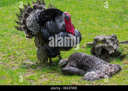 Nero / Spagnolo Norfolk nero (Meleagris gallopavo) Turchia domestico maschio / tom / gobbler e femmina / hen presso l'azienda Foto Stock