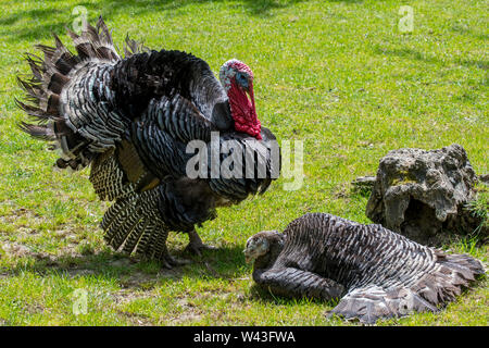 Nero / Spagnolo Norfolk nero (Meleagris gallopavo) Turchia domestico maschio / tom / gobbler e femmina / hen presso l'azienda Foto Stock