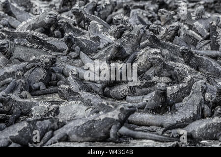 Galapagos iguane marine sonnolenza su roccia vulcanica dell'isola di Fernandina nelle Isole galapagos. Sfondo di numerosi piccoli animali iguana che riposano Foto Stock