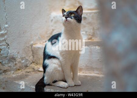 Bel colpo medio closeup di un gatto domestico carino in piedi vicino a una scala e guardando in alto Foto Stock