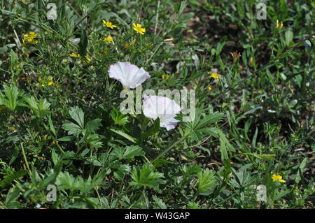 Orizzontale di erba verde dello sfondo con due pale: corolle di centinodia e molti fiori gialli Foto Stock