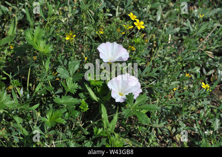 Sfondo orizzontale con erba verde, rosa pallido centinodia: corolle e fiori di colore giallo Foto Stock