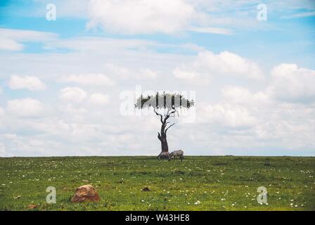 Ampio scatto di un bel singolo albero isolato in un safari con due zebre che pascolano l'erba vicino Foto Stock