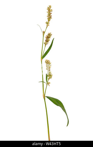 Persicaria maculosa (Polvcronum persicaria) fiore isolato su sfondo bianco Foto Stock