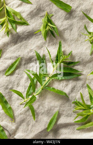 Organico verde limone fresco Verbena foglie di erbe Foto Stock