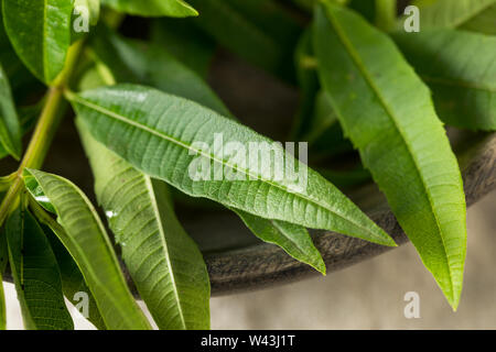 Organico verde limone fresco Verbena foglie di erbe Foto Stock