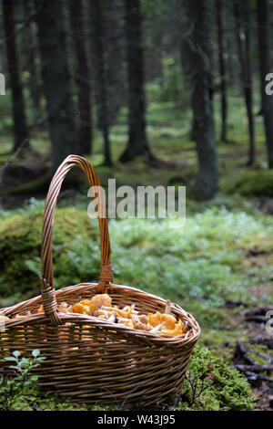 Cesto pieno di appena raccolto dorato delicatezza finferli nella foresta. Foto scattata in Svezia Foto Stock