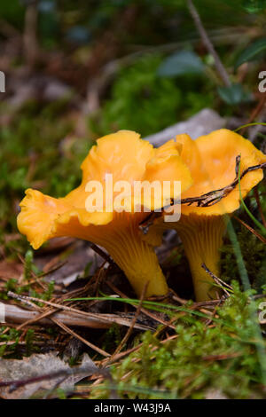 Wild golden finferli nella foresta Foto Stock