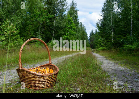 Cesto di funghi riempito con wild golden finferli vuoto sulla strada forestale in Svezia Foto Stock