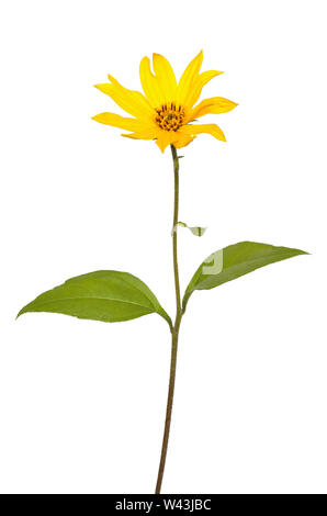 Il topinambur (Helianthus tuberosus) fiore isolato su sfondo bianco Foto Stock