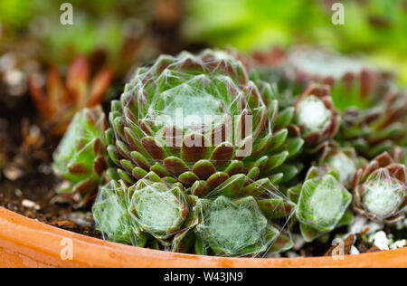 Ragnatela sempervivum cresce in una pentola di creta. Foto Stock