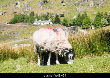 Bianco,costruzione,è,YHA Coppermines,Coniston,vicino,Coniston,Lago,e,a,piedi,d,uomo vecchio di Coniston,mountain,Laghi,Lake District,Cumbria,l'Inghilterra,UK, Foto Stock